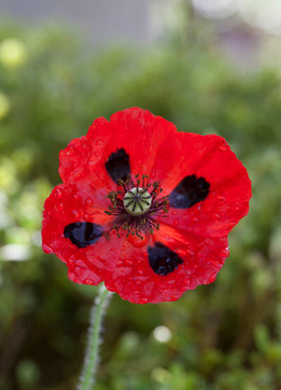 Poppy-Papaver 'Mariehøne' 1-pakning