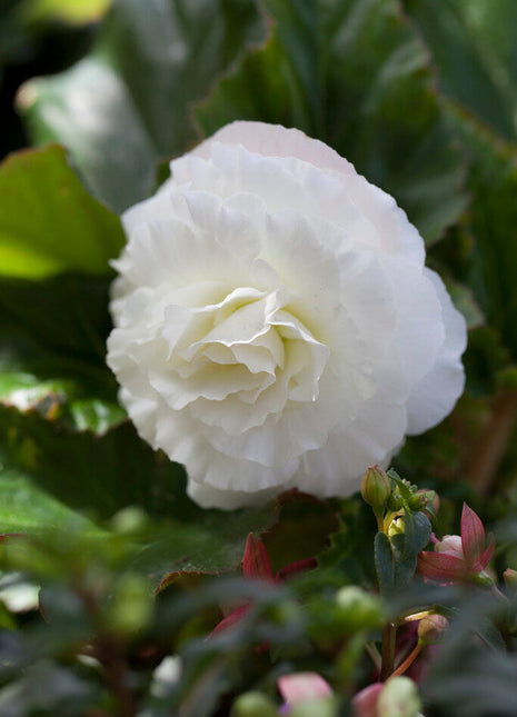 Begonia Dobbel Hvit 3-pakning