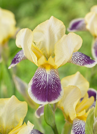 Tysk iris-Iris Germanica Nibelungen 1-pakning