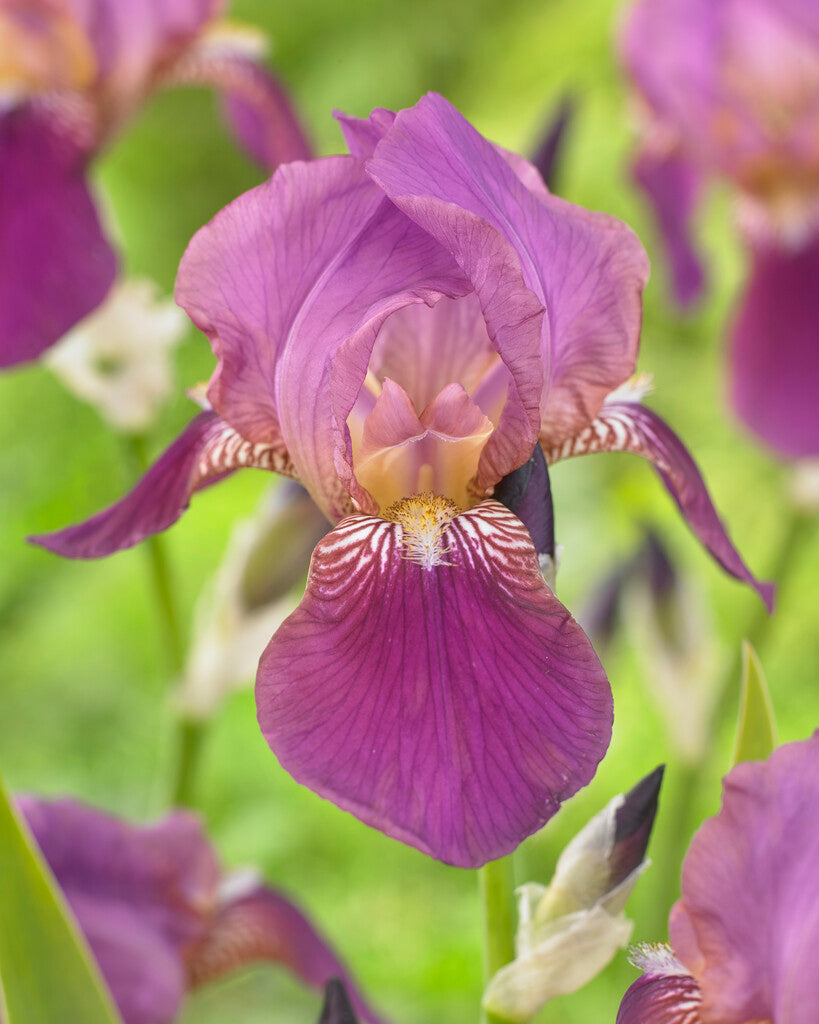 Tysk iris-Iris Germanica Imperator 1-pakning