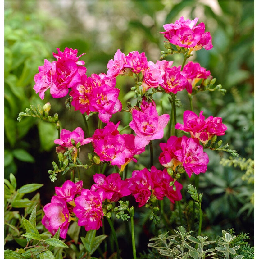 Freesia-Single Pink 15-pakning