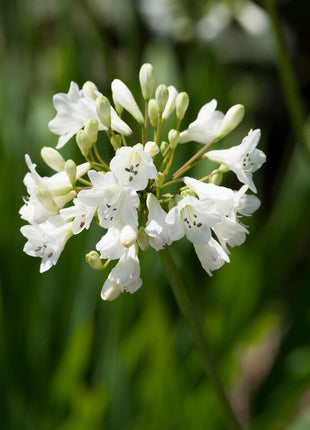 Afrikansk blå lilje-Agapanthus Hvit 1-pakning