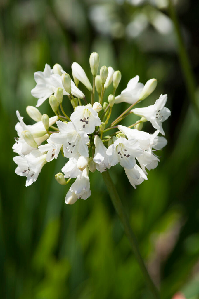 Afrikansk blå lilje-Agapanthus Hvit 1-pakning