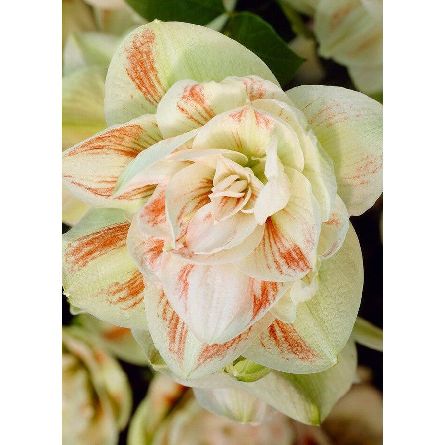 Amaryllis-Hippeastrum 'Nymph' 1-pakning