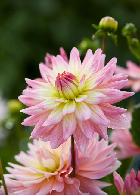 Dahlia Border Melody Gipsy 1-pakning