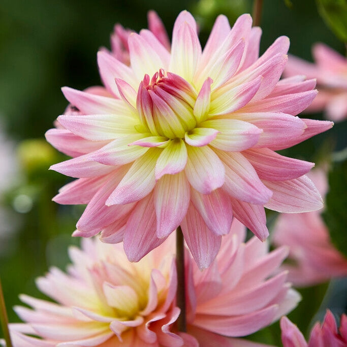 Dahlia Border Melody Gipsy 1-pakke