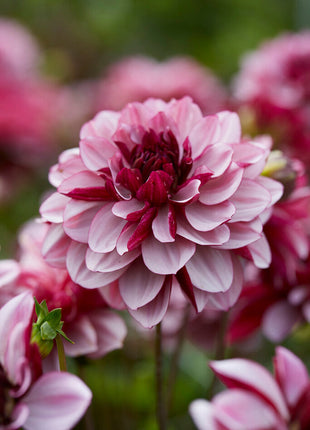 Dahlia Dekorativ Creme de Cassis