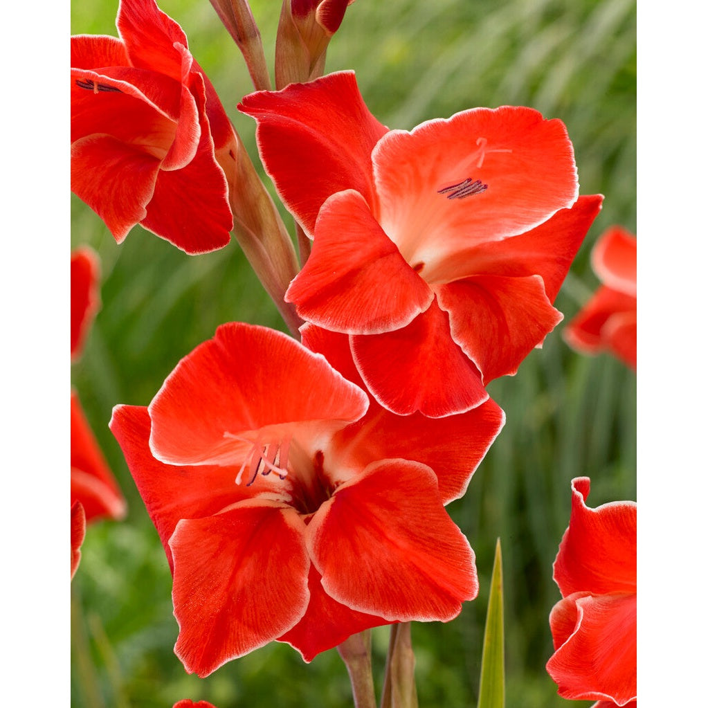 Gladiolus Nanus Atom 10-pakning