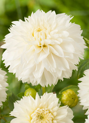 Dahlia Fubuki Myama 1-pakning