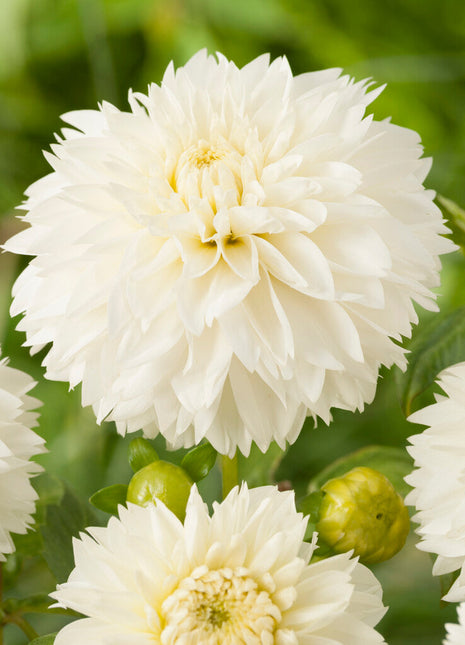 Dahlia Fubuki Myama 1-pakning