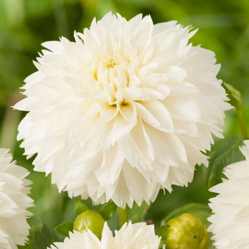 Dahlia Fubuki Myama 1-pakning