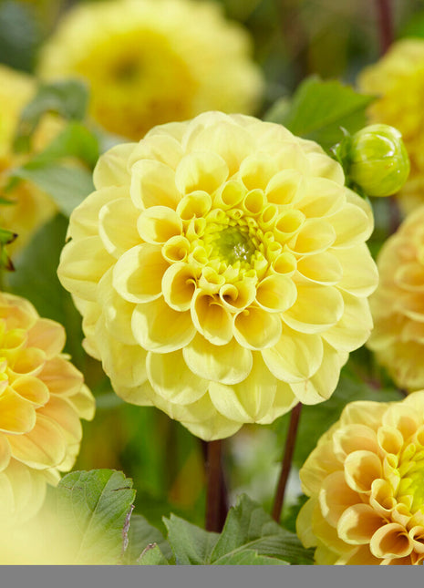 Dahlia Boll Yellow Don 1-pack