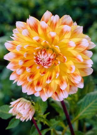 Dahlia Deorativ Peaches and Cream 1-pack