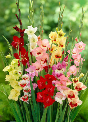 Gladiolus Butterfly 10-pakning