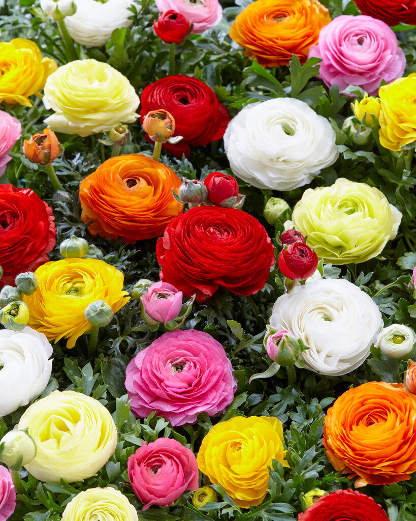 Bukett ranunculus-Ranunculus Blandet 10-pak