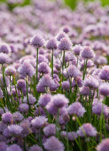 Gressløk-Allium Schoenoprasum 1-pakning