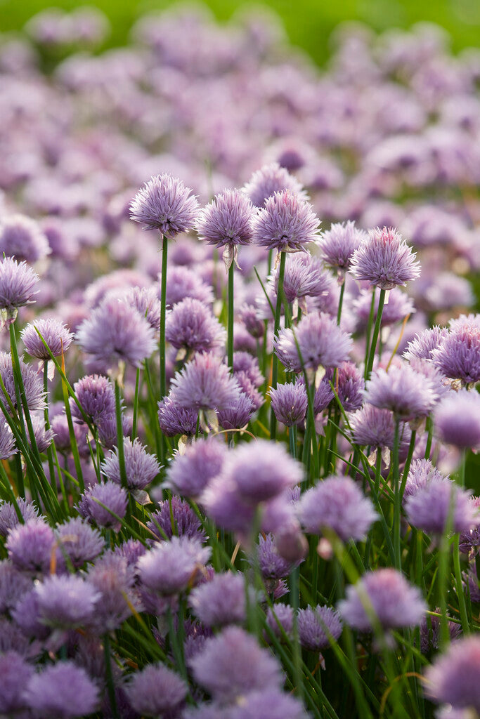 Gressløk-Allium Schoenoprasum 1-pakning
