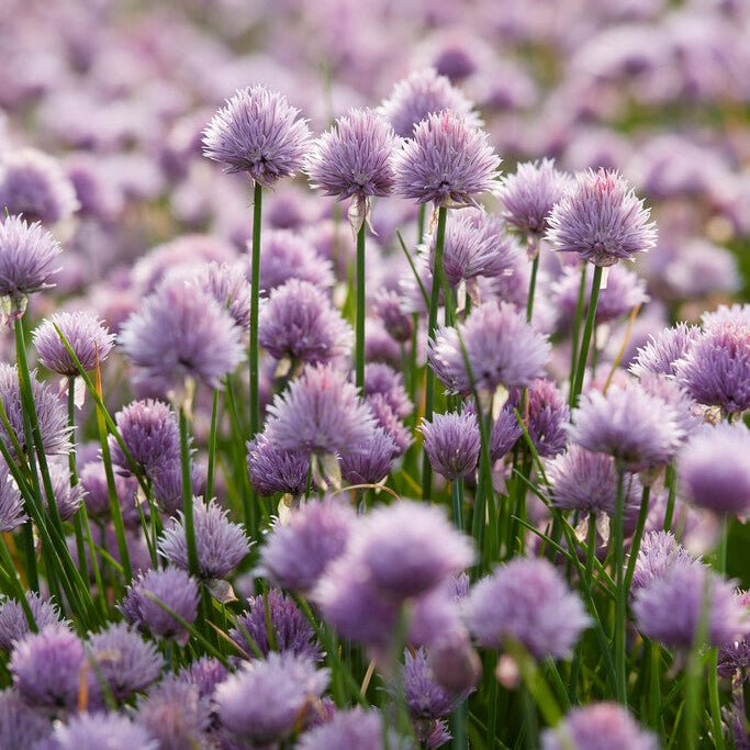 Gressløk-Allium Schoenoprasum 1-pakning