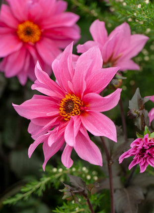 Dahlia Border Fascination 1-pakning