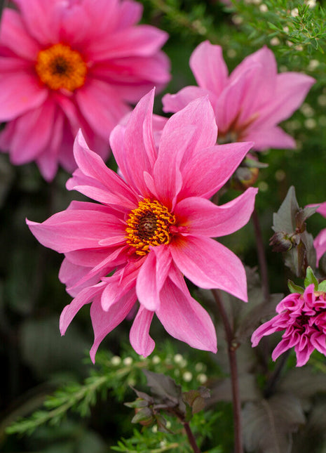 Dahlia Border Fascination 1-pakning