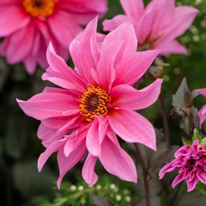 Dahlia Border Fascination 1-pakke