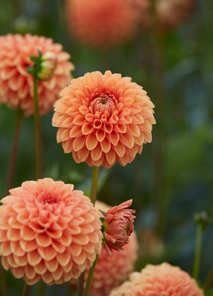 Dahlia Boll Jowey Linda 1-pakning NYHET