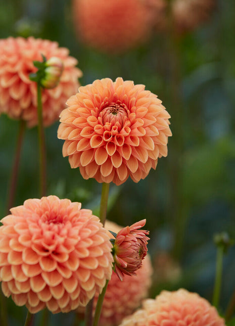 Dahlia Boll Jowey Linda 1-pakning NYHET