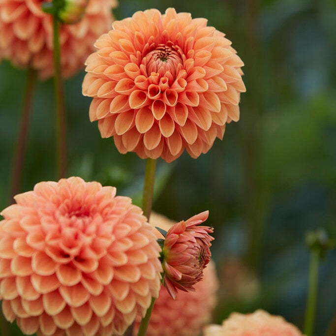Dahlia Boll Jowey Linda 1-pakke