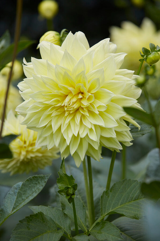 Dahlia Dekorativ Kelvin Floodlight 1-pack