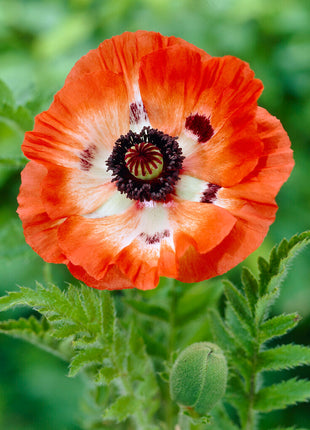 Poppy-Papaver 'Oriental Pinnacle' 1-pakning