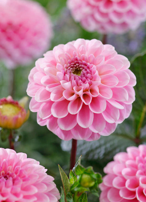 Dahlia Pompon Wizard of Oz 1-pakning