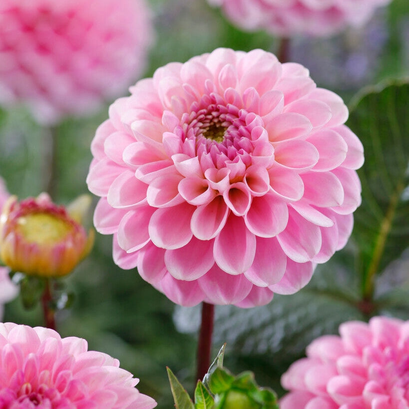 Dahlia Pompon Wizard of Oz 1-pakning
