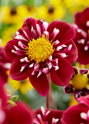 Dahlia Special Fantastico 1-pakning