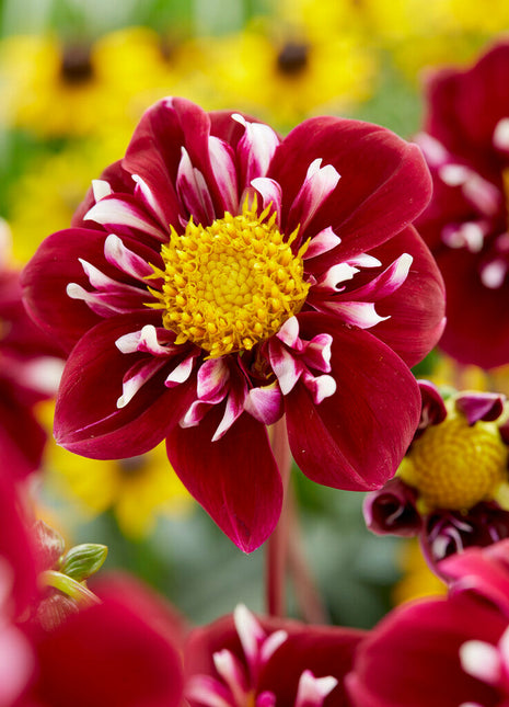 Dahlia Special Fantastico 1-pakning