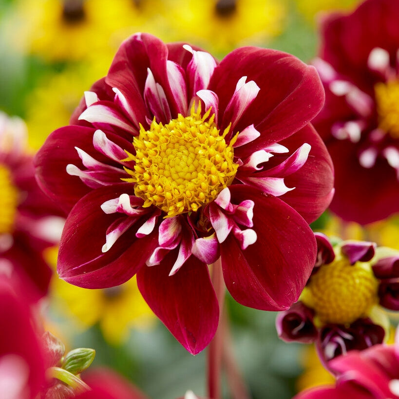 Dahlia Special Fantastico 1-pakning