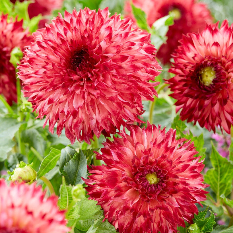 Dahlia Cactus Aiyana 1-pakke