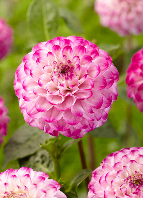 Dahlia Boll Genova 1-pakning NYHET