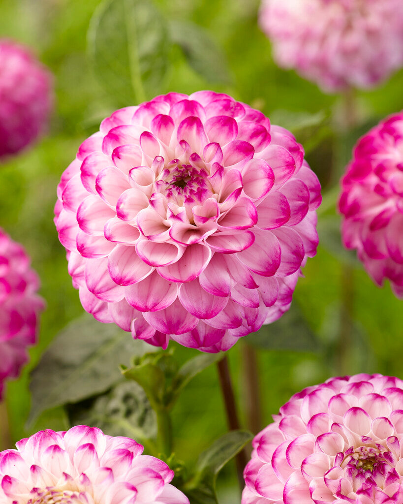 Dahlia Boll Genova 1-pakning NYHET