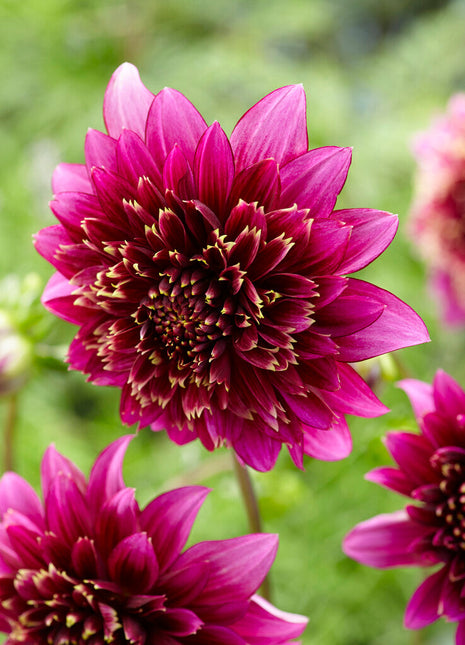 Dahlia Special Mambo 1-pakning