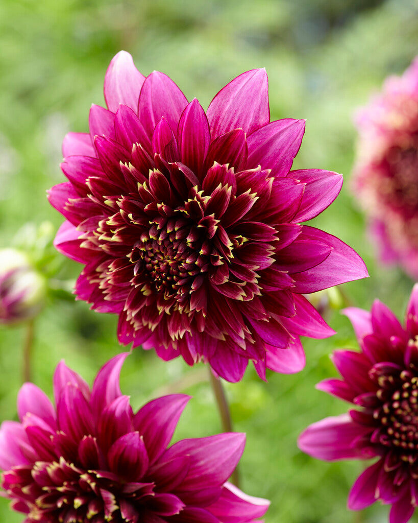 Dahlia Special Mambo 1-pakning