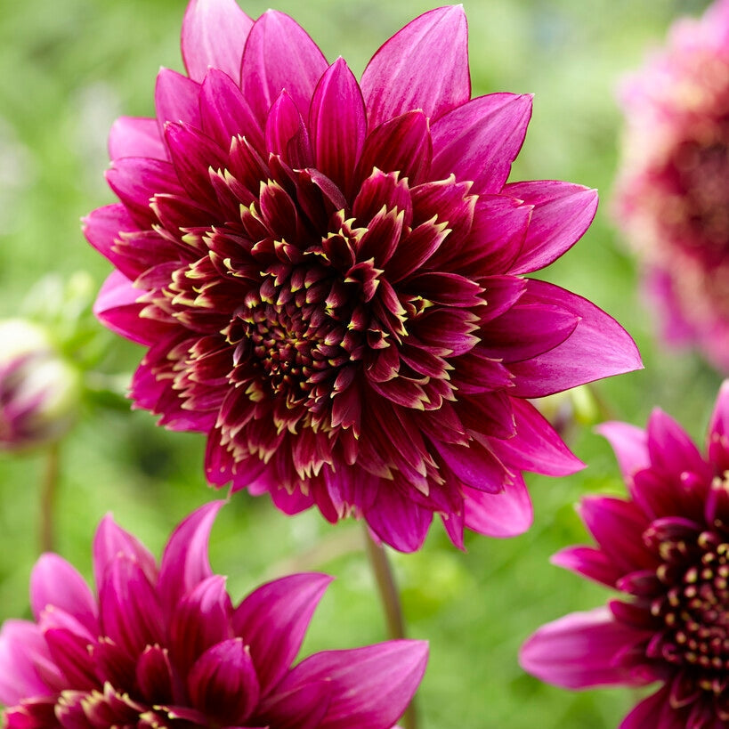 Dahlia Special Mambo 1-pakke