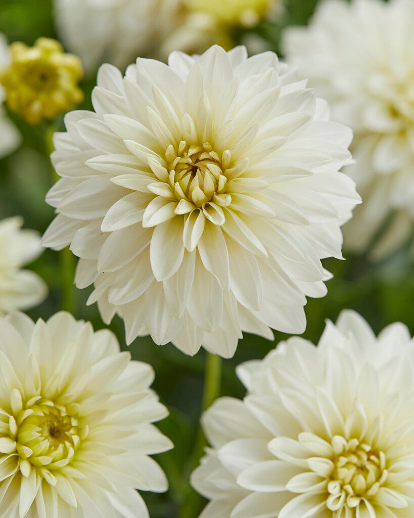 Dahlia Border Art Fair 1-pakning