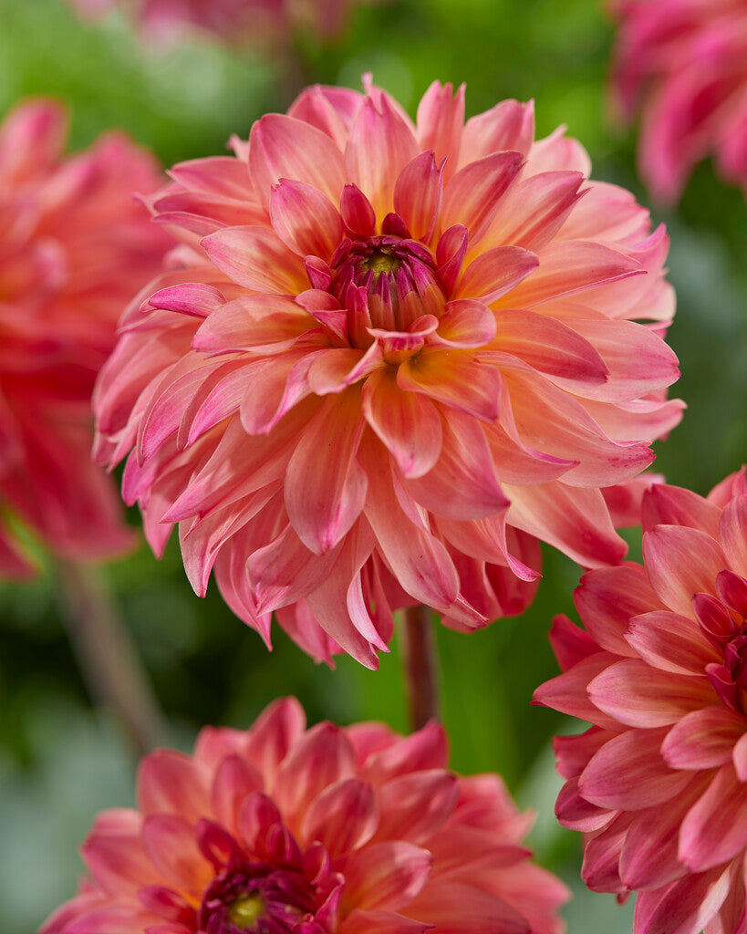 Dahlia Dekorativ Belfloor 1-pakning NYHET