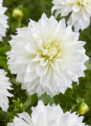 Dahlia Dekorativ Fleurel 1-pack