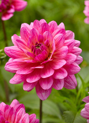 Dahlia Dekorativ Dutch Silence 1-pack