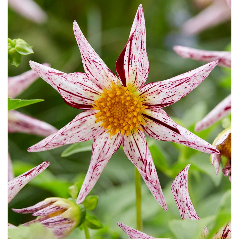 Dahlia Special Destiny's Teachers 1 pakke