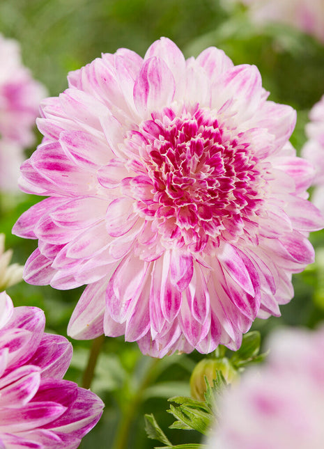 Dahlia Special Que Sera 1-pakning