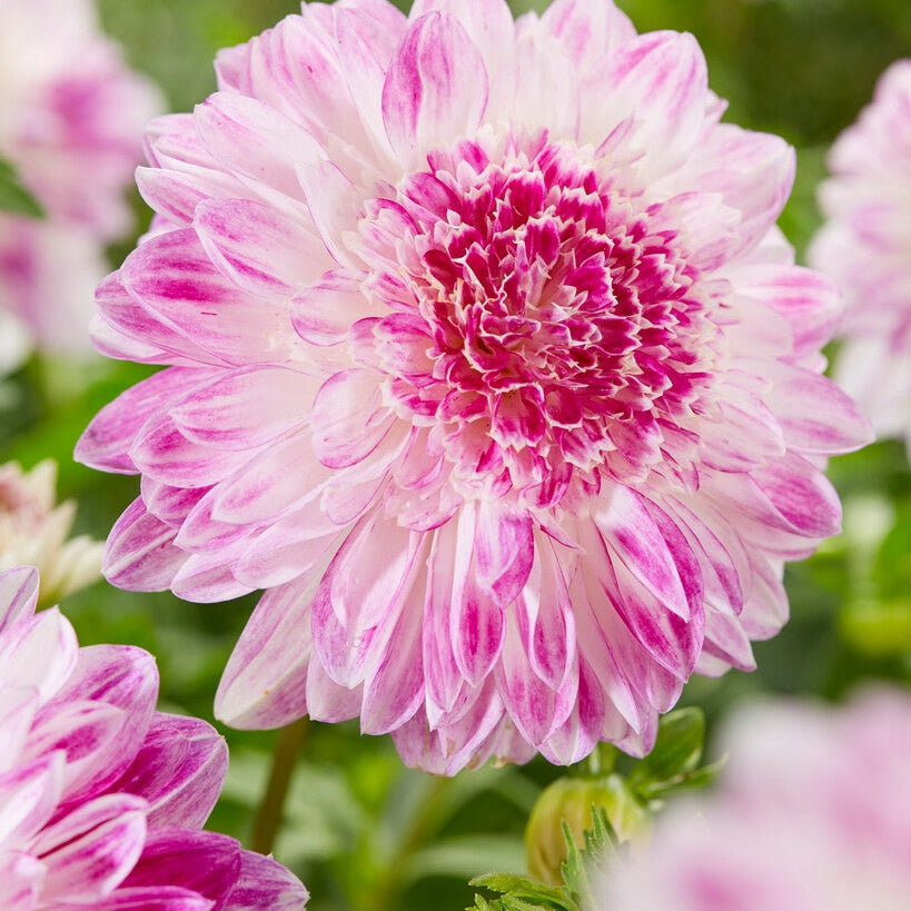 Dahlia Special Que Sera 1-pak Nyhet