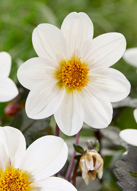 Dahlia Border Dahlegria White 1-pak