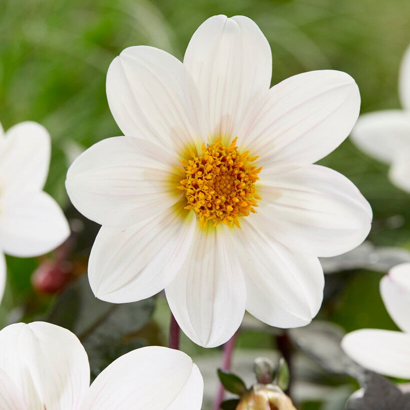 Dahlia Border Dahlegria White 1-pakke